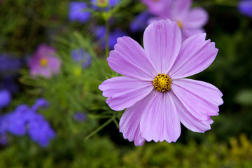 Obraz premium Flowers