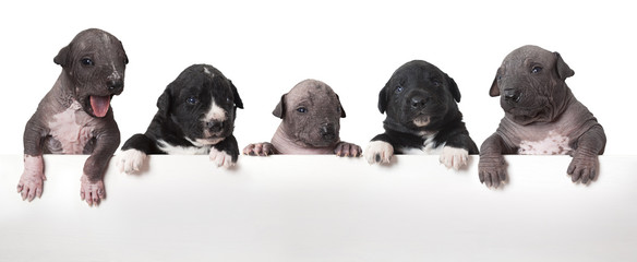 Mexican xoloitzcuintle puppies