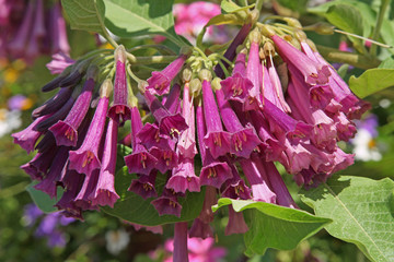 iochroma grandiflorum