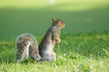 Gray Squirrel, Sciurus carolinensis