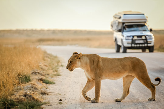 Fototapeta african safari
