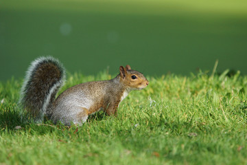 Gray Squirrel, Sciurus carolinensis