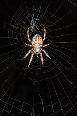 garden spider on web