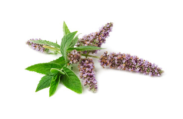 Mint flowers close-up isolated