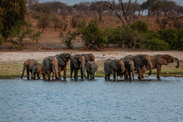 african elefant © daskleineatelier