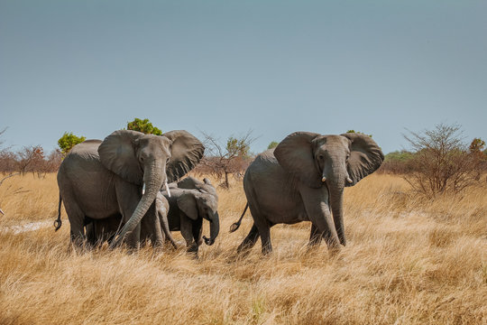 african elefant