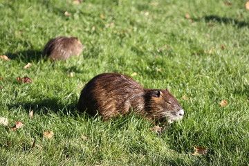 Nutria