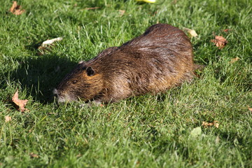 Nutria