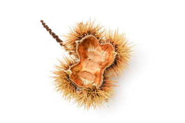 Leerer Fruchtstand der Esskastanie