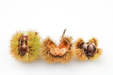 Fruchtstände Esskastanie Reihe Erntedank