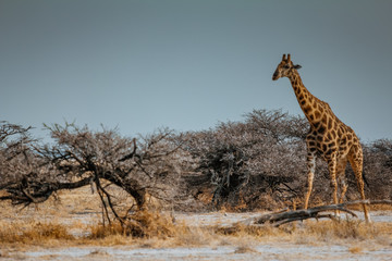 Giraffe in Afrika