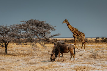 Giraffe in Afrika