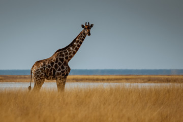 Giraffe in Afrika