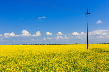 power line on rape field