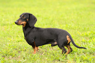 Dachshund dog on green grass