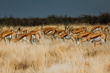 african safari © daskleineatelier