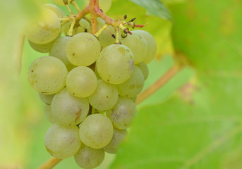 closeup bunch of grapes on grape plant