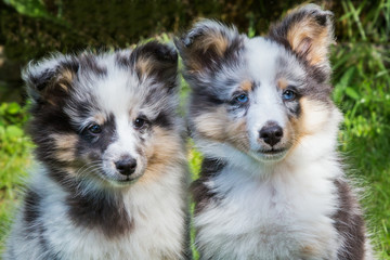 Portrait of two young sheltie dogs