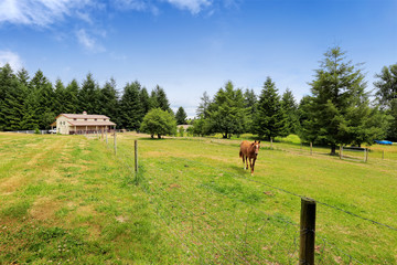 Horse walking on large farm field with a barn