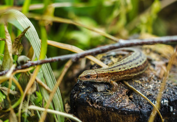 lizard basking in the sun, lying on the stump