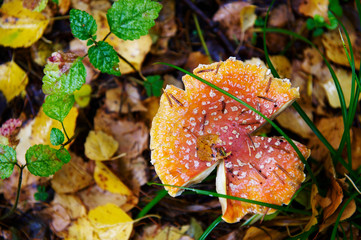 Amanita in autumn forest