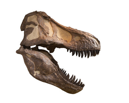 Tyrannosaurus skull isolated on white