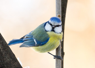 Blue Tit