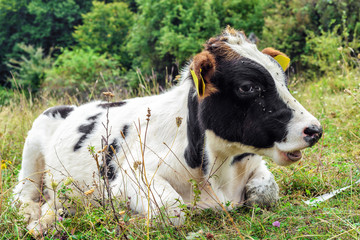 Young Calf with lots of flies  arround