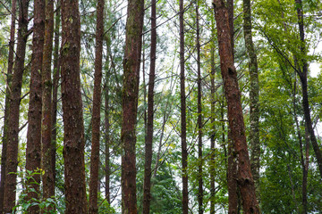 Obraz premium Tropical Rainforest