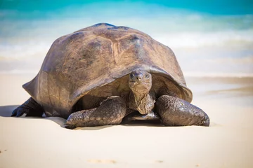 Foto op Plexiglas Riesenschildkröte Seychellen © michagehtraus