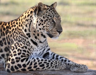 Fototapeta premium Male Leopard