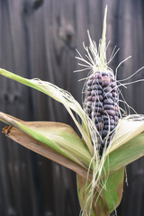 Image of multi-colored Heirloom Sweet Corn in front of fence
