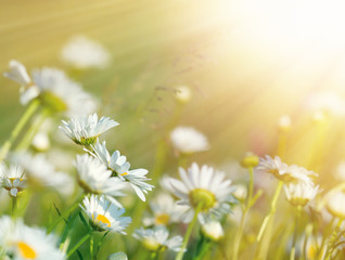 Schöne Gänseblümchenblumen im Sonnenlicht gebadet