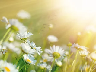 Fototapete Gänseblümchen Schöne Gänseblümchenblumen im Sonnenlicht gebadet