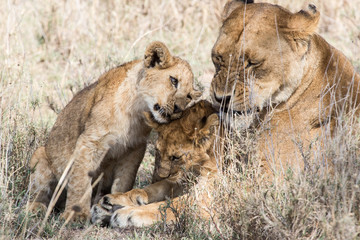 SERENGETI LIONS