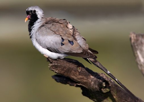 Namaqua Dove Bird