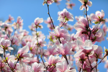 magnolia on blue background