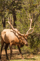 Bull Elk Emerging From Pines
