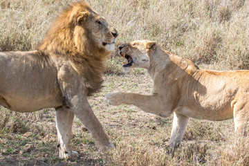LIONS IN SERENGETI