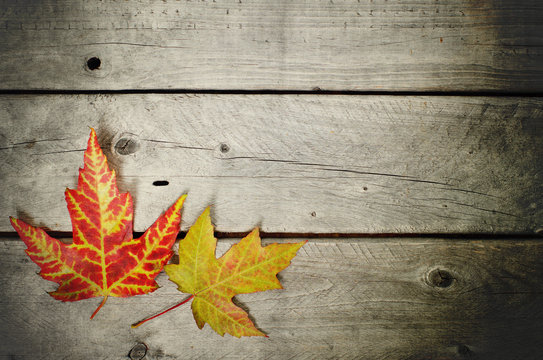 Autumn background with maple leaves on an aged  wooden surface