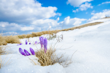 saffron crocus first spring flower on melting snow