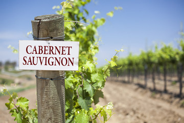 Cabernet Sauvignon Sign On Vineyard Post - obrazy, fototapety, plakaty