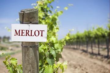 Fotobehang Merlot Sign On Vineyard Post © Andy Dean