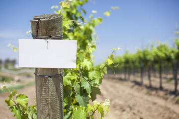 Grape Wine Vineyard with Wooden Post Holding Blank Sign