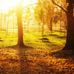 Picturesque sunny autumn park background. 