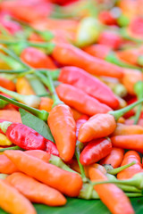 closeup of  colorful fresh  peppers group