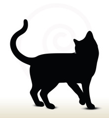 cat silhouette