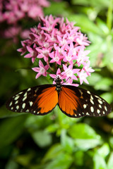Heliconius hecale