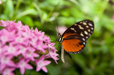 Heliconius hecale