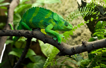 Giant Chameleon